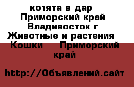 котята в дар - Приморский край, Владивосток г. Животные и растения » Кошки   . Приморский край